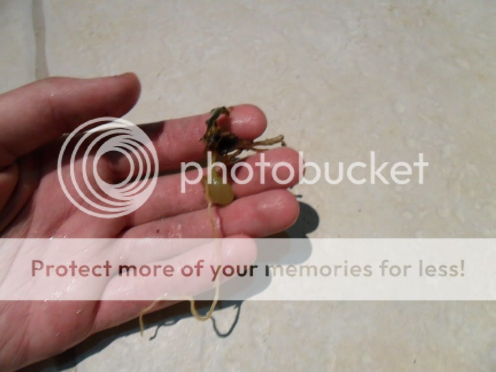 Posted Image
