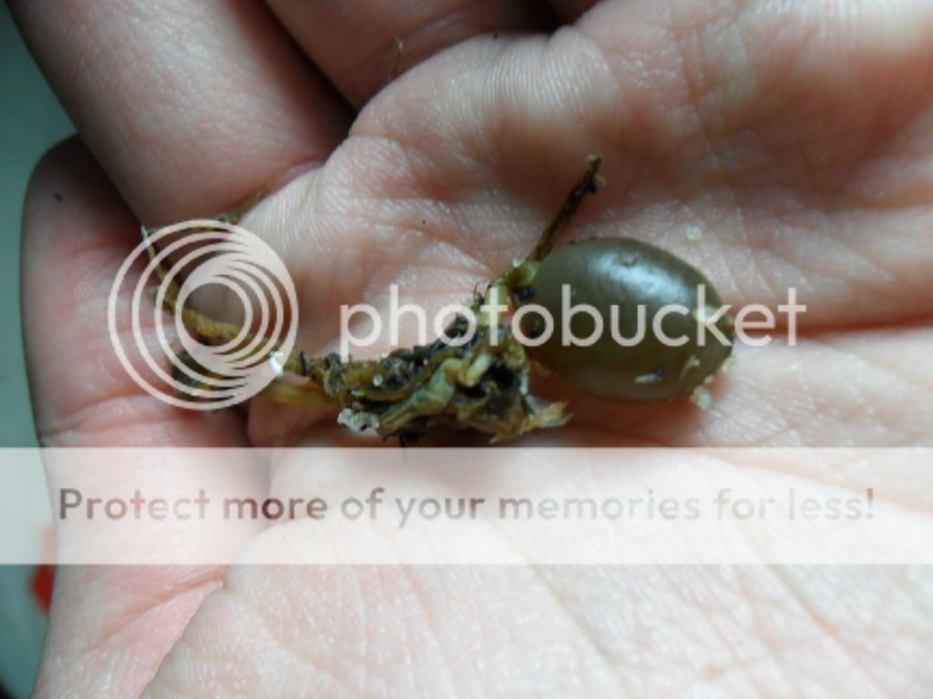 Posted Image