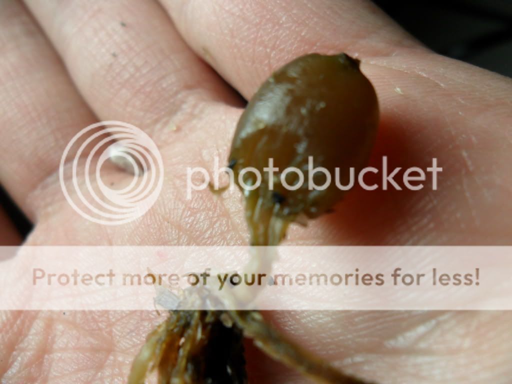 Posted Image